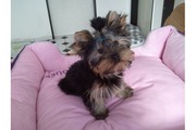 Talented cute yorkie puppies for free adoption